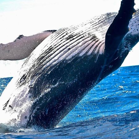 Superbe Bord De Mer, Acces Lagon Et Piscine Privee Paea Luaran gambar