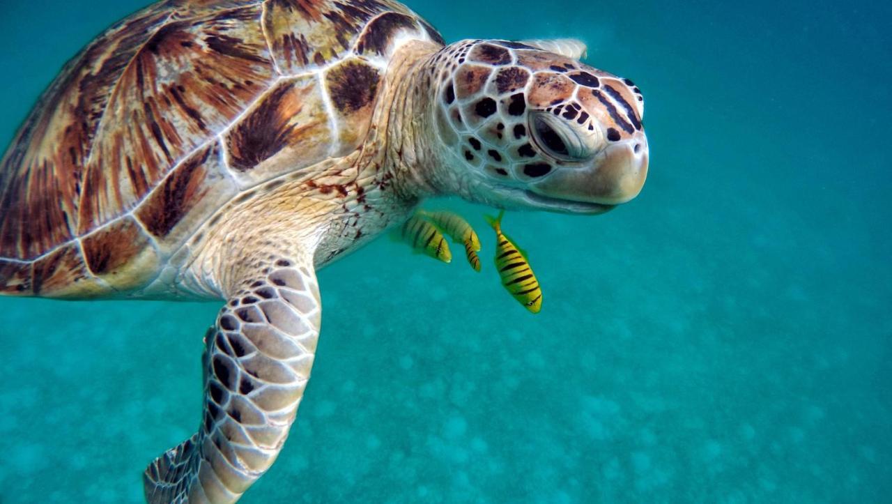 Superbe Bord De Mer, Acces Lagon Et Piscine Privee Paea Luaran gambar